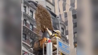 هجوم زنبورها به منهتن در نيويورک