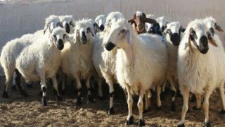 اعلام نرخ گوسفند زنده برای عید قربان