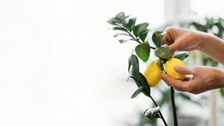 میوه هایی که به راحتی می‌توان در خانه کاشت