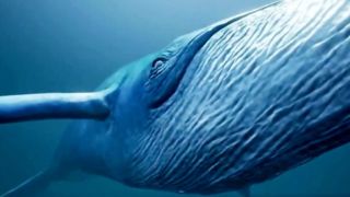 کشف گنج ۵۰۰ هزار یورویی از شکم نهنگ!