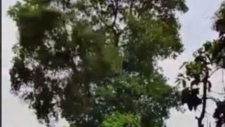 در چین اکنون با لیزر به درختان شلیک می کنند