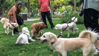 سگ‌‌‌ها چگونه به خانه‌های ایرانیان راه یافتند؟