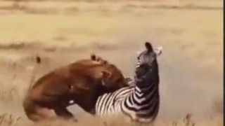 ویدیویی پربازدید از فرار یک گورخر از چنگ شیرهای درنده