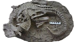 فسیل جانور ۱۲۵ میلیون ساله که یک دایناسور را زنده خورده است