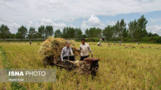 مخبر خبر داد: مجوز واردات برنج فقط در صورت کمبود 