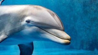 لحظه تولد دلفین در کیش