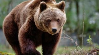 تلف شدن خرس قهوه‌ای براثر شلیک گلوله در ارتفاعات سوادکوه