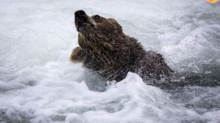 ماهیگیری خرس‌های قهوه‌ای در آبشار بروکس آلاسکا 