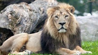 ماجرای سرقت یک قلاده شیر از باغ وحش ساری