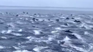 رقص دلفین ها بروی امواج دریا