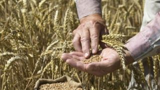 اهمیت خودکفایی در تولید گندم‌ در شرایط کنونی دنیا 