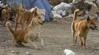 خطرات افزایش جمعیت سگ‌های ولگرد/ نیاز به مقابله‌ای جدی است
