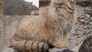 تصویر جدید یک گربه وحشی در پارک ملی گلستان