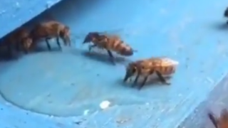 ویدئویی جالب از نجات زنبور توسط یک زنبور دیگر‌