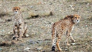 مشاهده همزمان ۵ قلاده یوزپلنگ ایرانی در توران 