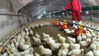 هشدار دامپزشکی درباره احتمال شیوع آنفلوآنزای فوق‌حاد پرندگان