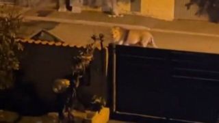یک شیر فراری از سیرک در ایتالیا باعث وحشت مردم شد