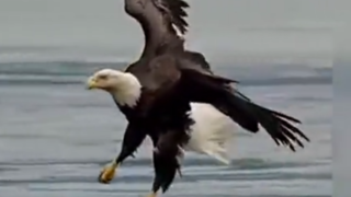 عقاب در حال صید ماهی و بلعیدن آن در هوا