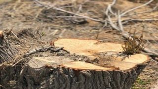 چمران: قطع درختان سعدآباد مجوز کمیسیون ماده ۷ را نداشت