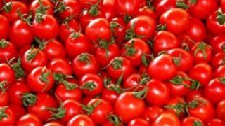 بازگشت قیمت گوجه فرنگی به قیمت قبل تا ۱۰ روز آینده 