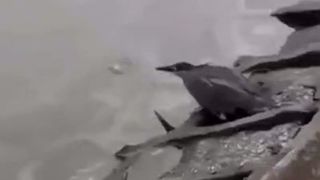 ویدئویی از ماهی گیری حرفه ای یک پرنده