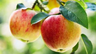 سیب درختی باعث دفع سرب از بدن می شود
