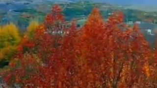 جادوی هزار رنگ پاییز در زاینده‌رود در شهرستان سامان