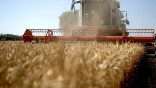 دولت مکلف است قیمت گندم را به زودی اعلام کند