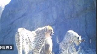 مشاهده ۵ یوزپلنگ در ‌‌پارک ملی توران