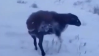  سرمای ۵۰- درجه قزاقستان گرگ و گوسفند را درجا خشک کرد