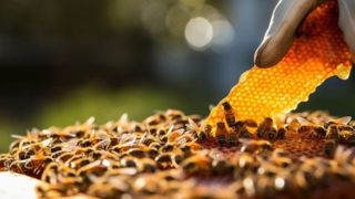 عسل طبیعی چگونه است؟ عسلو