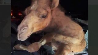 تصاویری عجیب از تصادف با شتر در جاده جاسک