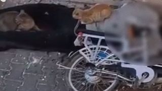 جسد یک فلسطینی در محاصره گربه‌ها