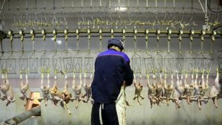 وزارت جهاد کشاورزی برای تولید گوشت مرغ فراخوان داد