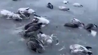 یخ زدن هزاران پرنده در کنار دریاچه ‎ای در چین به دلیل سرما