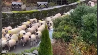 نظم و ترتیب دیدنی گله گوسفندان 