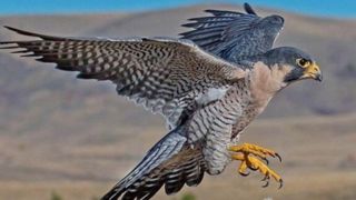 دلیل انقراض پرندگان شکاری ایران
