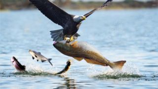 شکار لحظه‌ها از عقاب در حال صید ماهی