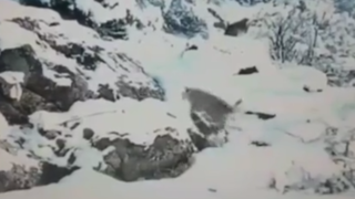مشاهدۀ یک پلنگ ماده و توله‌اش در ارتفاعات برفی گیلان