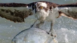 زیرکی عقاب در قاپیدن ماهی ماهیگیر