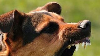 یک سگ ولگرد در یزد ۱۶ نفر را بیمارستانی کرد