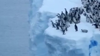 پرش جوجه پنگوئن‌ها از کوه یخی ۱۵ متری برای نخستین بار