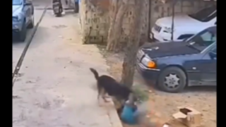 حمله سگ ولگرد به یک کودک
