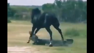 حمله شجاعانه و ضربه کاری یک اسب به تمساح غولپیکر ! حمله شجاعانه و ضربه کاری یک اسب به تمساح غولپیکر !