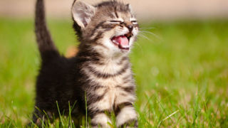 چند حقیقت خواندنی درباره گربه‌ها