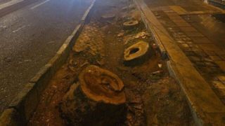 بیماری «فیتیله نارنجی» علت مرگ و قطع درختان خیابان فلسطین/ کاشت دوباره «چنار» در این خیابان بیماری «فیتیله نارنجی» علت مرگ و قطع درختان خیابان فلسطین/ کاشت دوباره «چنار» در این خیابان