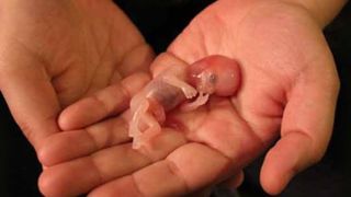 بازار داغ اجاره رحم در ایران/ دلالانی که برای خرید و فروش تخمک و اسپرم به در و دیوار میزنند! بازار داغ اجاره رحم در ایران/ دلالانی که برای خرید و فروش تخمک و اسپرم به در و دیوار میزنند!