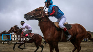 اسب ترکمن اسب ترکمن