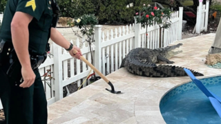 تلاش پلیس بیل به دست برای بیرون کردن تمساح از حیاط خلوت خانه تلاش پلیس بیل به دست برای بیرون کردن تمساح از حیاط خلوت خانه