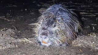 کوچ گونه جانوری "نوتریا" از آمریکای جنوبی به ارس کوچ گونه جانوری "نوتریا" از آمریکای جنوبی به ارس